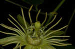 Yellow passionflower